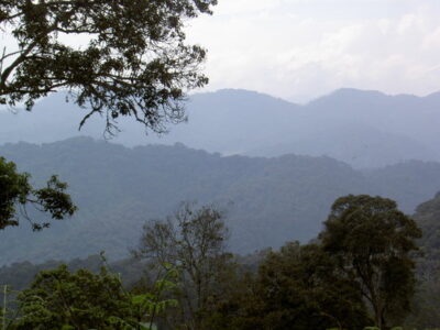 Nyungwe National Park - Rwanda